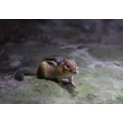 Brandon Chabola's photo