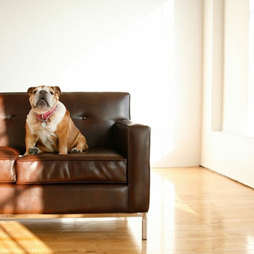 Bulldog on Brown Leather Modern Sofa | The Sofa Company