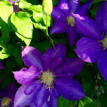 May June flowers