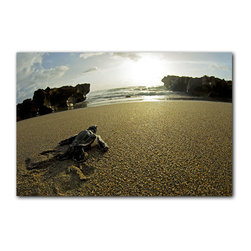 Ready2HangArt - Ready2hangart Christopher Doherty Photography 'Turtle' Canvas Wall Art - Prints And Posters