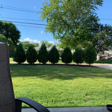 Techny Arborvitae