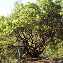 Native plants