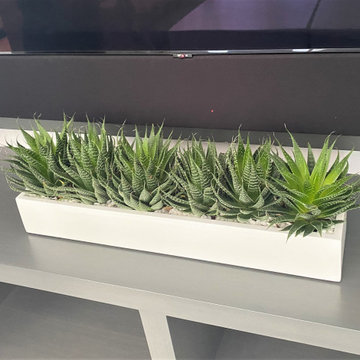 Modern Minimlist plantscape