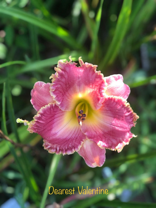 Last blooms, some rebloom and extreme heat warnings | Houzz Forum