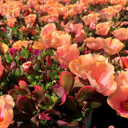 Featured Plants - Products