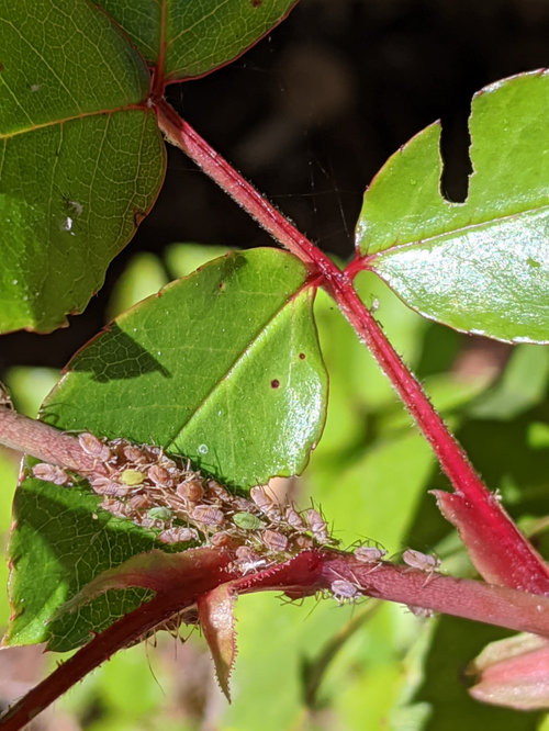 bugs on my roses