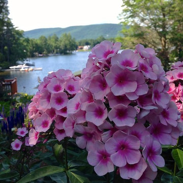 Phlox