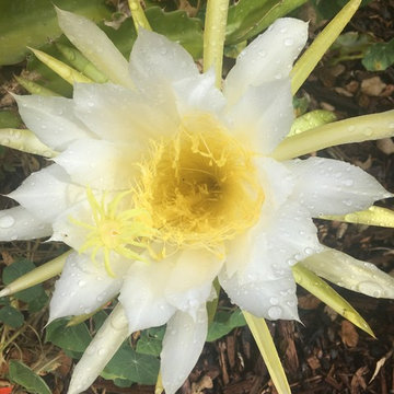 Organic Edible Gardens