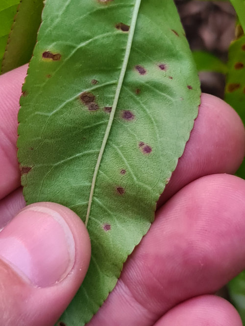 Bacterial spot on Arctic Rose Nectarine? Houzz AU