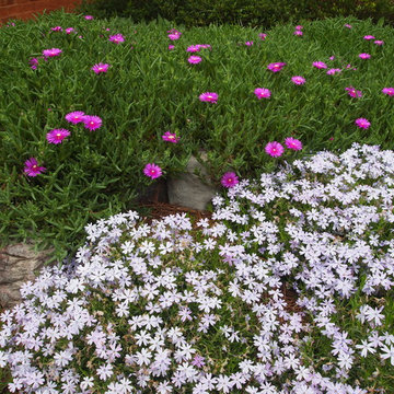 Spring blooming perennials