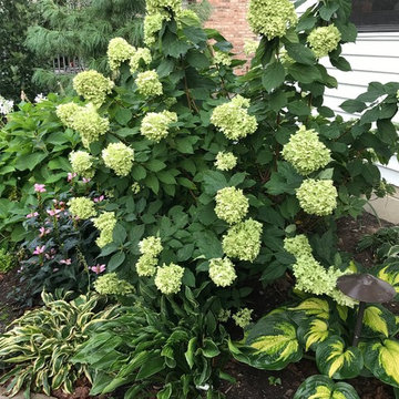 Residential Shade Garden