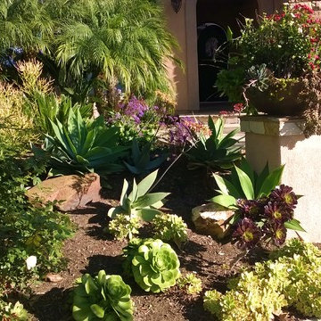 La Costa Oaks Drought-Tolerant