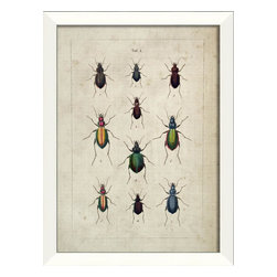 The Artwork Factory - Beetle Study III Framed Artwork - Prints And Posters
