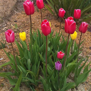 North Texas Garden Info & Tips
