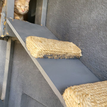 The Purr-fect Playground✨