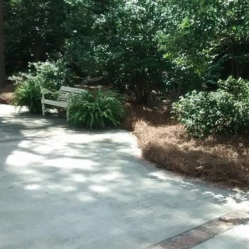 Pine Straw Landscape