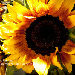 Farmers Market Sunflowers - Photographs