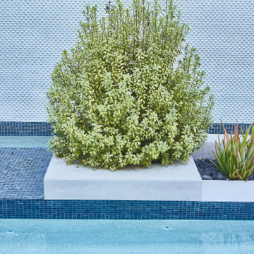 Eucalyptus Landscape