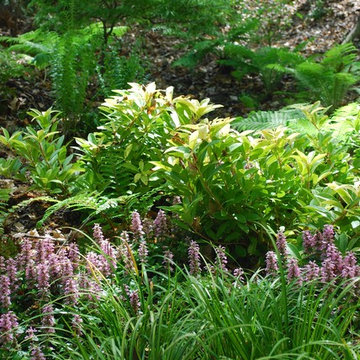 Japanese-inspired fern garden