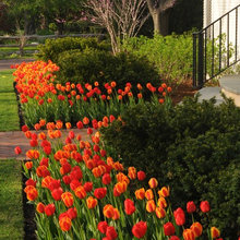 Bulb Garden Ideas