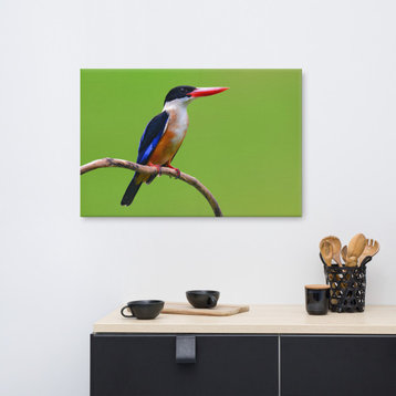 Black Capped Kingfisher Bird on Perch Wildlife Photograph Canvas Wall Art Print, 24" X 36"
