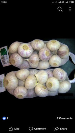 Solo Garlic Heirloom herb my garden Details about   *UNCLE CHAN* 20 Bulbs Single Clove Garlic 