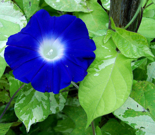 Ginro Asagao Japanese Morning Glory