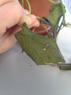 Pothos Problems | Houzz Forum