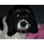 Nikki Tremblay's photo