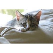 Marvene Vancil's photo