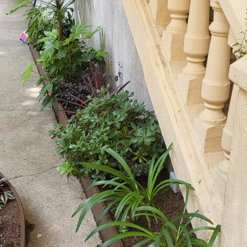 Plantación delante de una escalera
