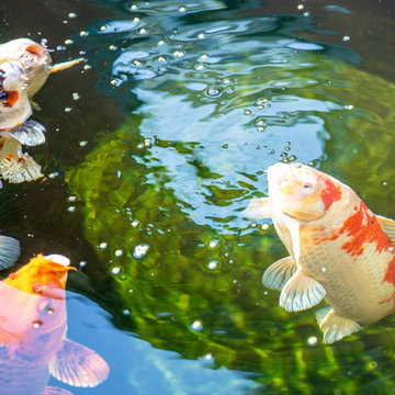 Koi-Teich mit Schwimmteich auf engstem Raum