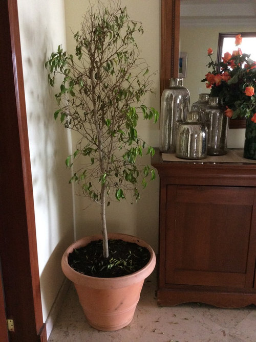 Help! New ficus is wilting and dying.