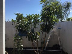 Loquat Pruning