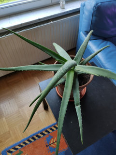 Aloe vera Bending? | Houzz Forum