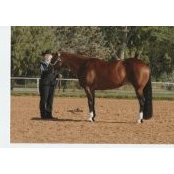 Foto von Cuka Horses