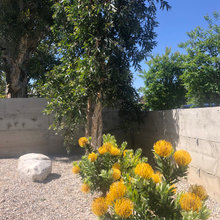 desert garden