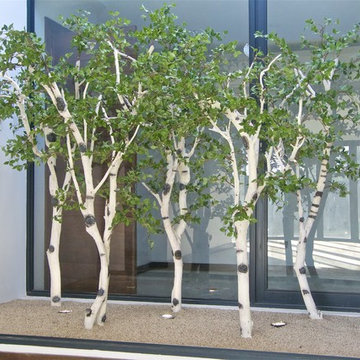 Birch Tree