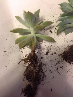 Are my succulent rotted? | Houzz Forum