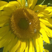 lisa varley's photo