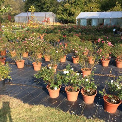 Inventory Samples - Gardening And Lawn Care