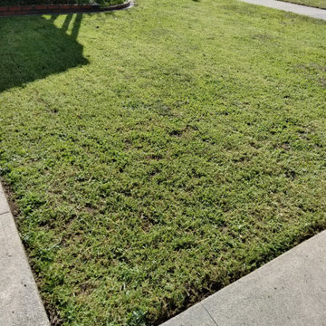 Backyard Cleanup and Tree Trimming Project
