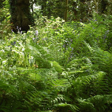 Woodland Landscape