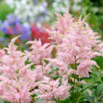 Blooming Perenials