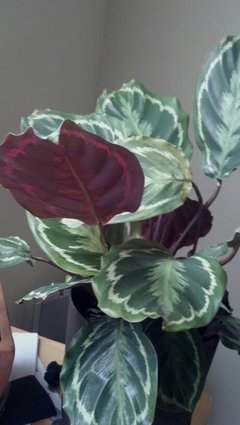Calathea hybrid? | Houzz Forum