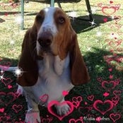 Foto von Summer Basset