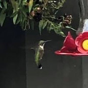 Janet Terensky's photo