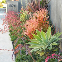 Plants