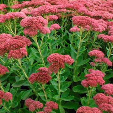Stonecrop