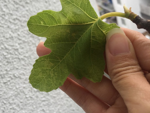 Fig Nutrient Deficiency or Mosaic Virus?